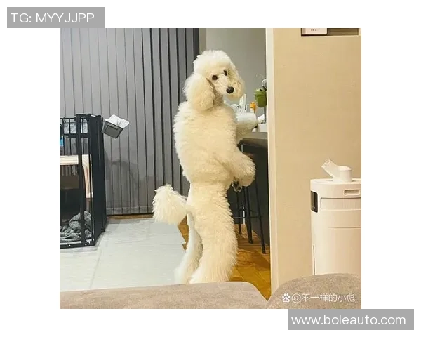 搞笑女球迷与足球明星的奇妙互动趣事大揭秘